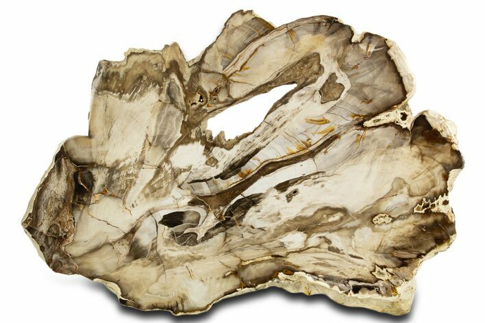 Polished Petrified Wood (Bald Cypress?) Slab - Washington #338292